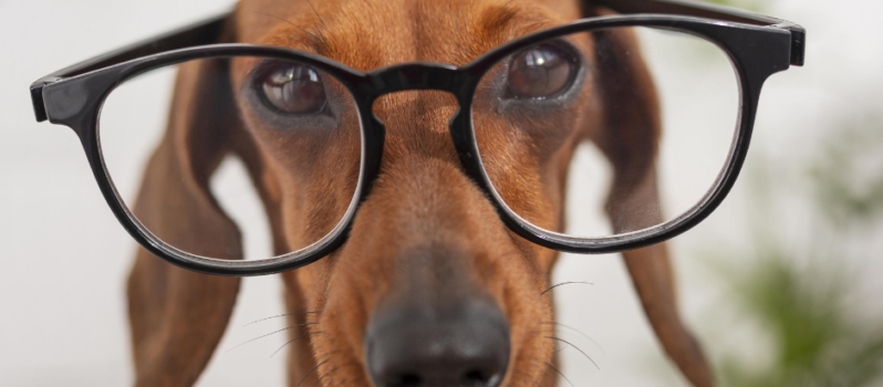 bow wow test